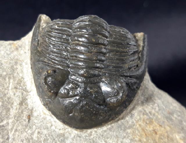 Hollardops mesocristatus (LE MAITRE 1952) - Bild &copy; FossNet FossilienStore